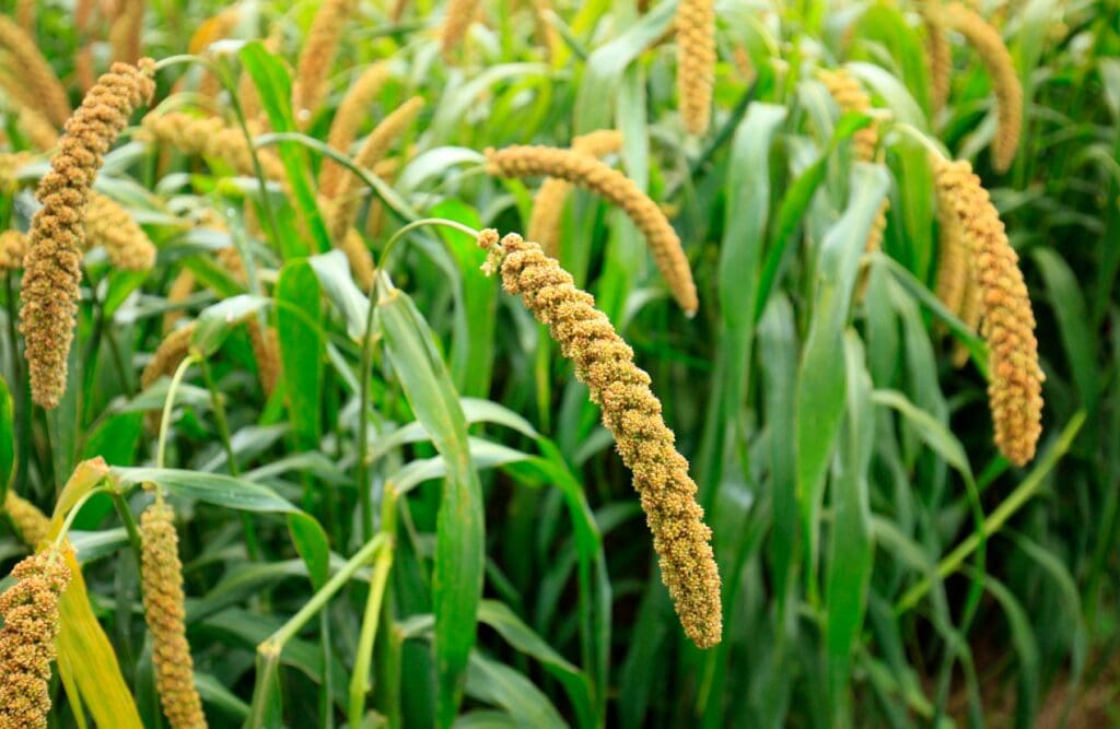 A field of millets. Plant-based foods. Brisbane Livewell Clinic