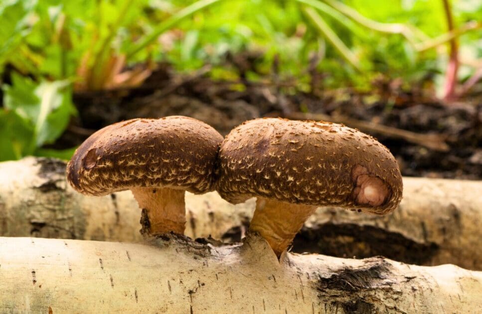 Shiitake mushrooms growing on birch trunk. Plant Based Foods. Medicinal Mushrooms. Brisbane Livewell Clinic