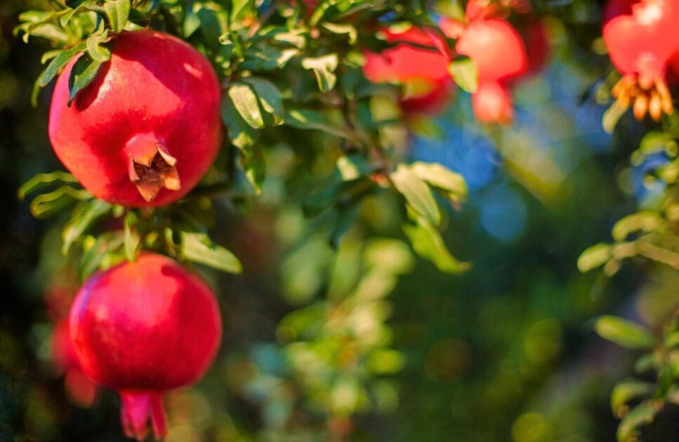 Ripe pomegranates hanging on a tree branch. Middle East. Brisbane Livewell Clinic