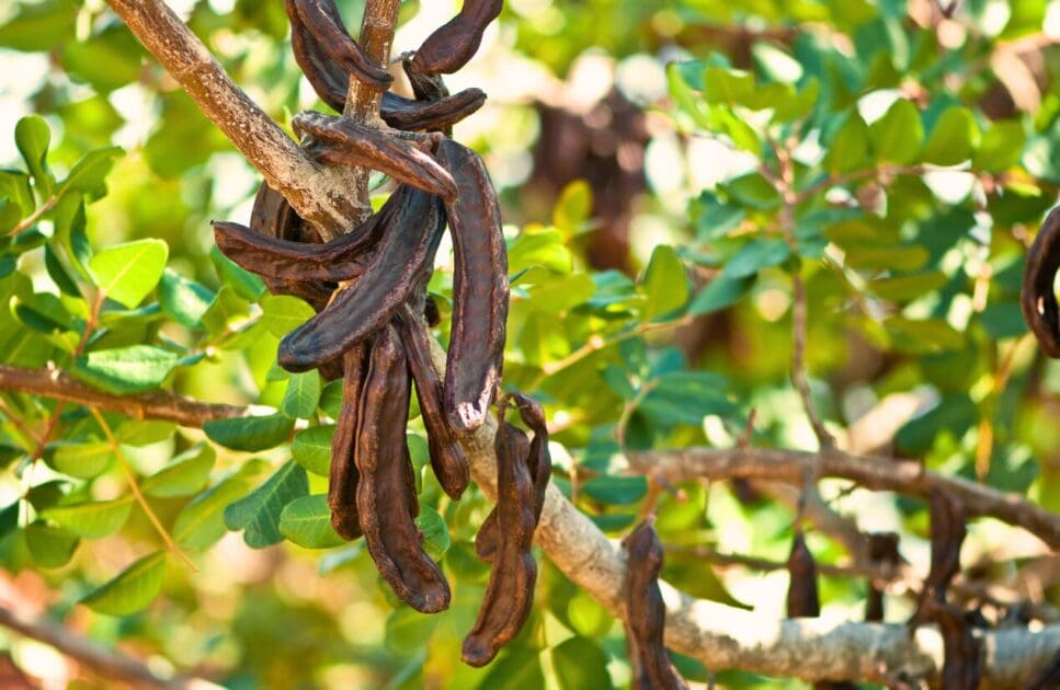 Close-up of a carob tree branch with carob pods hanging down. Middle East. Brisbane Livewell Clinic