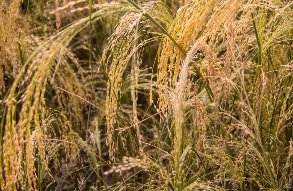 A field of Teff. Plant Based Eating from around the world- Africa. Brisbane Livewell Clinic