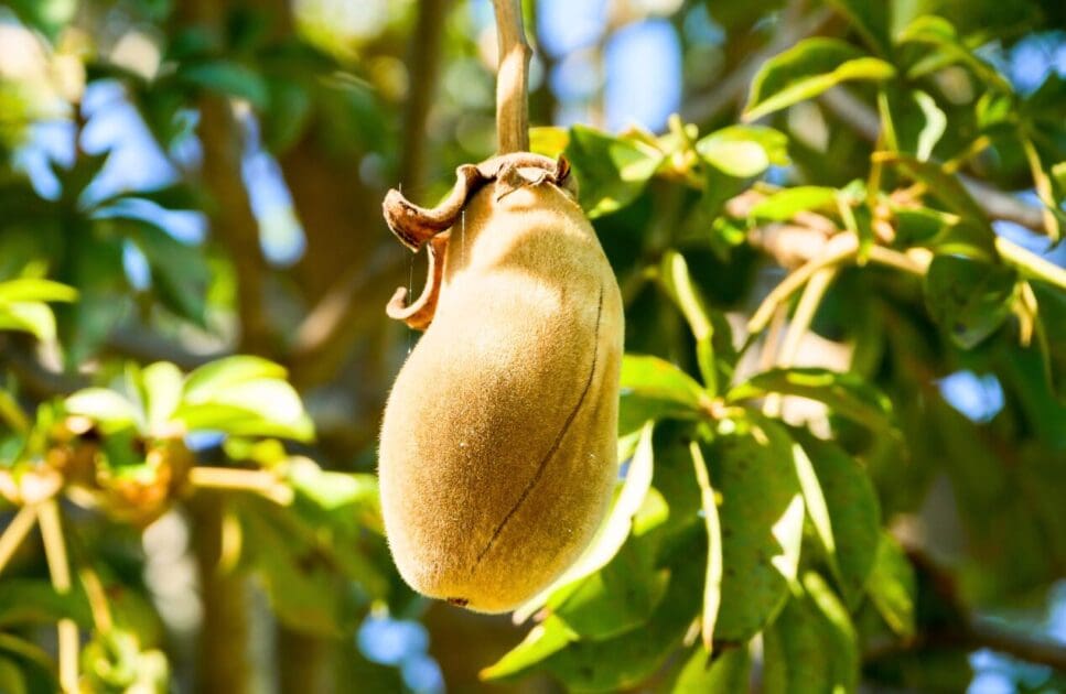Baobab fruit hanging from the tree. Plant Based Eating from around the world- Africa. Brisbane Livewell Clinic
