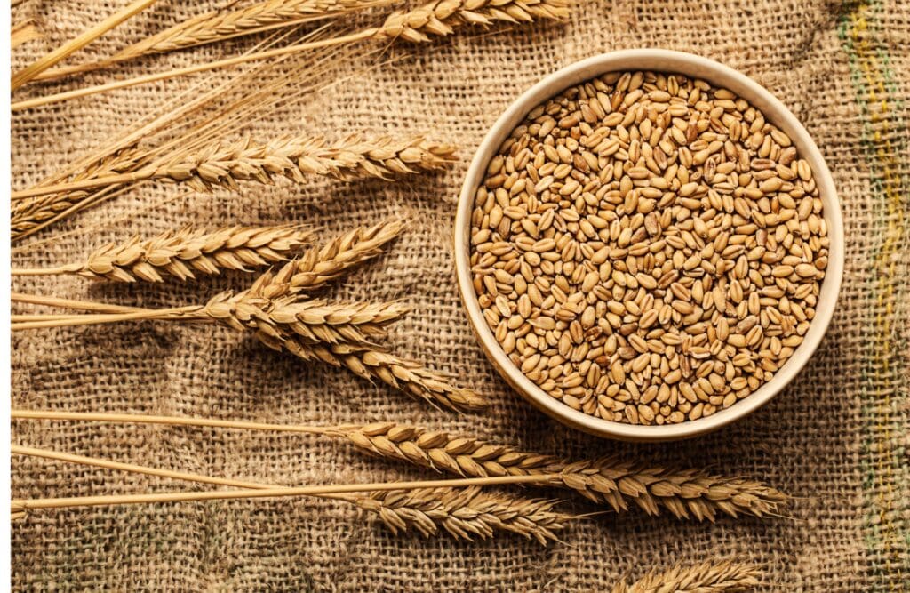Bowl of wheat grains. Food Intolerance Testing. Brisbane Livewell Clinic