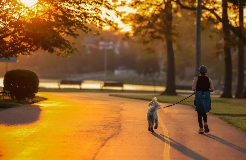 Woman strolling with her dog on the road at sunset. Hypnotherapy near Virginia. Brisbane Livewell Clinic