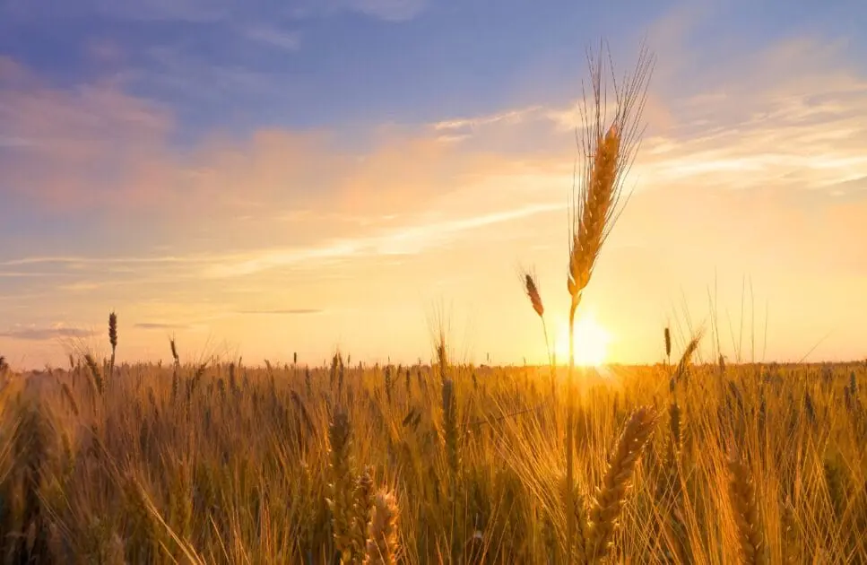 Wheat field during sunset. What you need to know about Food Intolerance. Brisbane Livewell Clinic