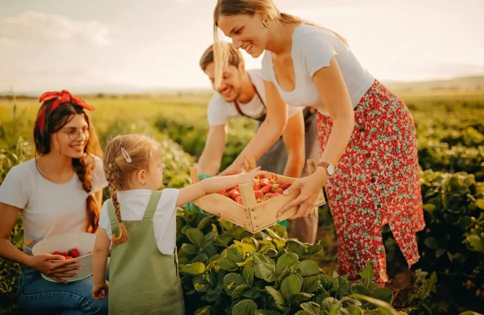 Family picking strawberries on the farm. Natural Therapies Brisbane. Brisbane Livewell Clinic