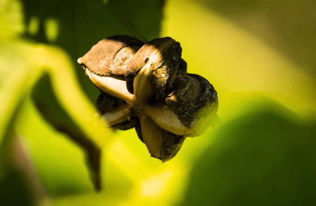 Sacha Inchi. Plant Based Eating. Brisbane Livewell Clinic