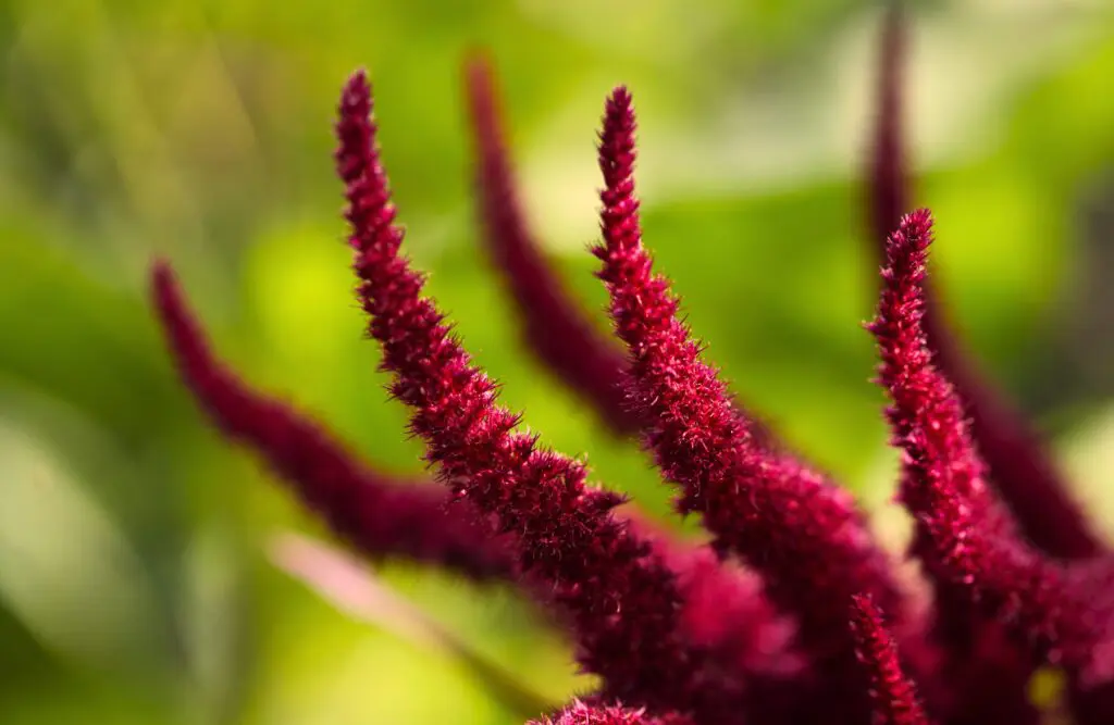 Amaranth. Plant Based Eating. Brisbane Livewell Clinic